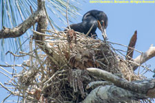 cormorant nest